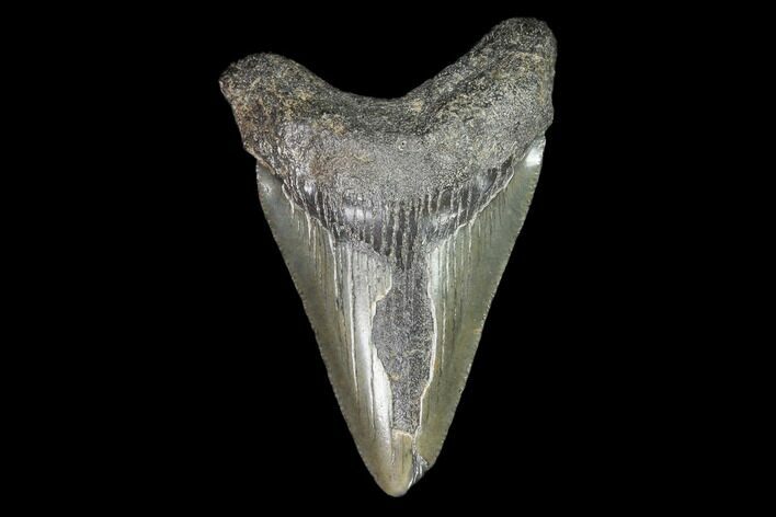 Juvenile Megalodon Tooth - Georgia #101391